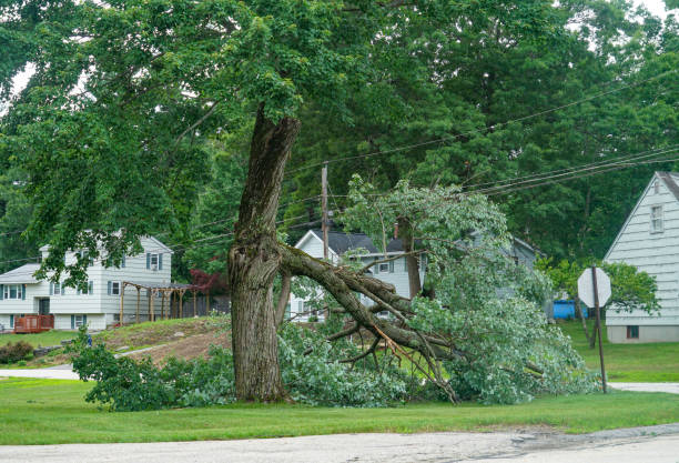 How Our Tree Care Process Works  in  Riverside, OH